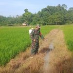 Pantau Perkembangan Padi, Babinsa Kodim 1417/Kendari Turun ke Sawah