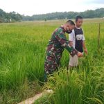 Kontrol Perkembangan Padi Milik Warga Binaan, Babinsa Kodim 1417/Kendari Turun ke Sawah