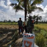 Turut Sukseskan Swasembada Pangan, Babinsa Bantu Petani Panen Padi Dengan Gunakan Mesin