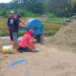 Dampingi Warga Binaan, Babinsa Kodim 1417/Kendari Bantu Petani Rontokkan Padi