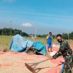 Pasca Panen, Babinsa Bantu Jemur Padi Petani