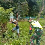 Jaga Kearifan Lokal, Babinsa Gotong Royong Bersama Warga Binaan