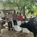 Terus Berbagi, Polres Enrekang Qurbankan 76 Hewan Di Idul Adha 1442H