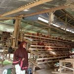 Motivasi UMKM Warga, Babinsa Lainea Sambangi Dengan Peternak Ayam Ras Petelur di Wilayahnya