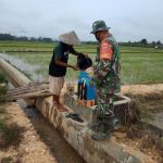 Antisipasi Hama, Babinsa Kodim Kendari Bantu Petani Jaga Kesuburan Tanaman Padi