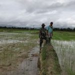 Kontrol Perkembangan Padi, Babinsa Turun Ke Sawah