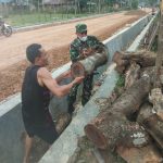 Babinsa Ranomeeto Bersama Warga Melakukan Penebangan Pohon