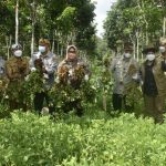 Panen di Sragen, Mentan SYL Gairahkan Produksi Hingga Ekspor Kacang Tanah