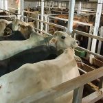 Wabah PMK di Jatim, berikut upaya pencegahan dini yang dilakukan Holding Pangan ID FOOD 