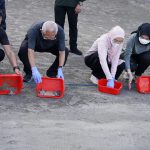 Jaga Kelangsungan Hidup Penyu, Wapres Lepas Tukik Ke Laut