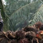 Presiden Jokowi Diapresiasi Petani Sawit Indonesia Usai Cabut Larangan Ekspor 