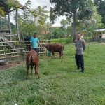 Bhabinkamtibmas Polsek Sinjai Timur Ingatkan Peternak Sapi Waspadai PMK.