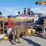 Babinsa Kodim 1425 Jeneponto Pengawasan dan Pemantauan Hewan Ternak.