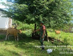 Cegah PMK,Babinsa Koramil 1416-02/Tikep Kodim 1416/Muna Lakukan Pemeriksaan Terhadap Hewan Ternak Warga