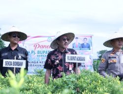 KEPEDULIAN PEMKAB BOMBANA,HADIR DALAM KEGIATAN.PANEN CABAI,DI DESA TAMPA BULU KEC: POLEANG UTARA,