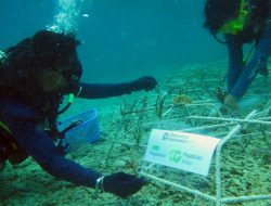 PT Pegadaian Kanwil VI Makassar Gelar Rehabilitasi dan Transplantasi Karang di Pulau Barrang Lompo