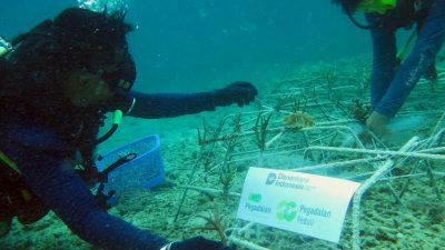 PT Pegadaian Kanwil VI Makassar Gelar Rehabilitasi dan Transplantasi Karang di Pulau Barrang Lompo