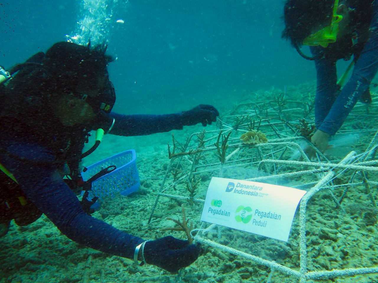 PT Pegadaian Kanwil VI Makassar melaksanakan kegiatan rehabilitasi dan transplantasi karang di kawasan perairan Pulau Barrang Lompo, Kota Makassar, sebagai bagian dari program Tanggung Jawab Sosial.